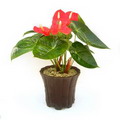 Flamingo Flower